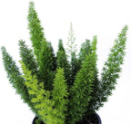 American Plant Exchange Foxtail Fern – 6-Inch Pot – Live Easy Care Tropical Plant with Arching Needle-Like Foliage for Indoor Décor, Patios, Containers, Hanging Baskets & Garden Landscapes