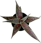 Mangave 'Blazing Saddles' (1.5" Plug) - Live Succulent Plant, Agave Like Rosette, Low Maintenance Indoor Outdoor Plant for Home Garden Decor, Beginner-Friendly Live Plants