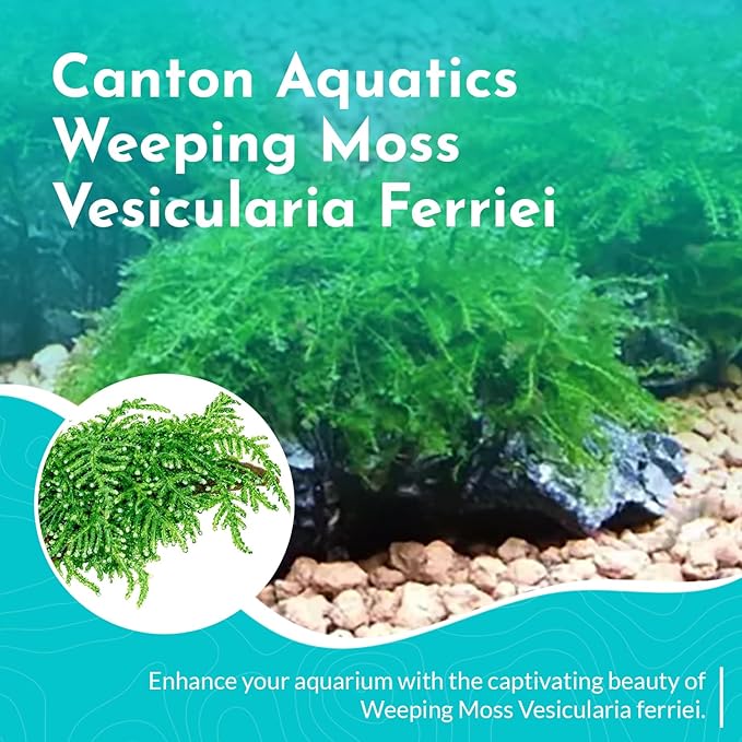 Weeping Moss Vesicularis Ferriei - Live Aquarium Plants for Beginners, Ideal for Shrimp, Low Light Conditions - Enhance Your Tank with Aquarium Plants Live and Aquarium Plants