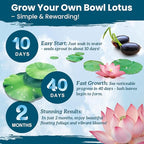 Lotus Seeds for Planting in Water | 60 PCS Mixed Color Bowl Lotus Seeds for Indoor Bonsai, Outdoor Ponds & Garden | Non-GMO Water Lily Aquatic Plant Seeds
