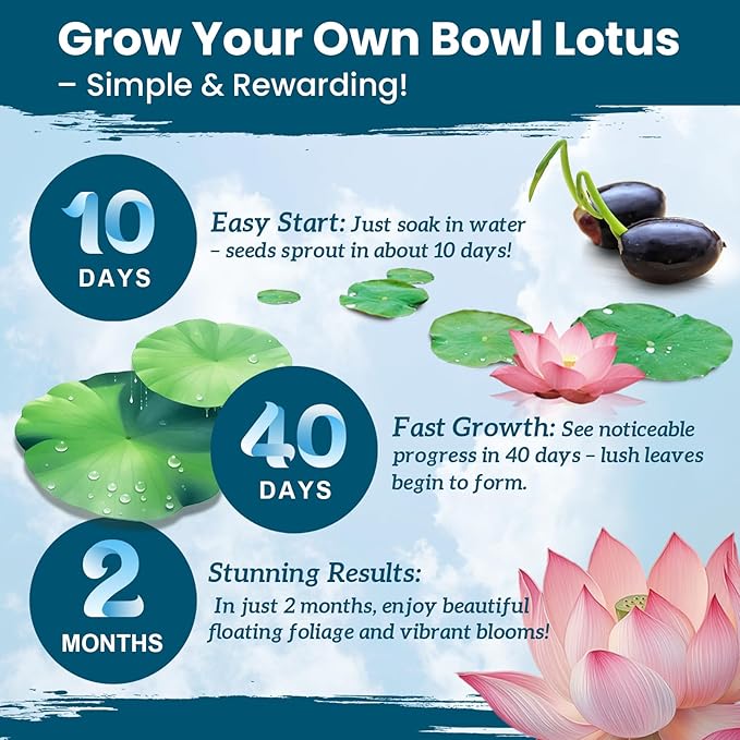 Lotus Seeds for Planting in Water – 160 PCS Mixed Bowl Lotus Seeds, Water Lily & Water Plants for Ponds, Live Pond Plants for Outdoor Ponds, Floating Pond Plants – Indoor Bonsai, Garden, Koi Pond