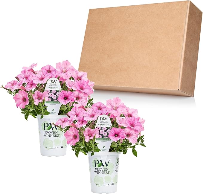Proven Winners® Petunia Plant - Supertunia Vista Bubblegum - 2 Pack - Annual Flower for Spring & Summer Blooms - 6" Tall x 6" Wide, 1.56 Pt Pot