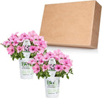 Proven Winners® Petunia Plant - Supertunia Vista Bubblegum - 2 Pack - Annual Flower for Spring & Summer Blooms - 6" Tall x 6" Wide, 1.56 Pt Pot