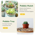 GreatBuddy 5-lb Pebbles for Indoor Plants, 3/8" Pea Gravel for Vases, Small Rocks for Succulents, Fish Tanks, Aquariums, Terrarium, Drainage Pebbles for Potted Plants, River Rocks for Landscaping