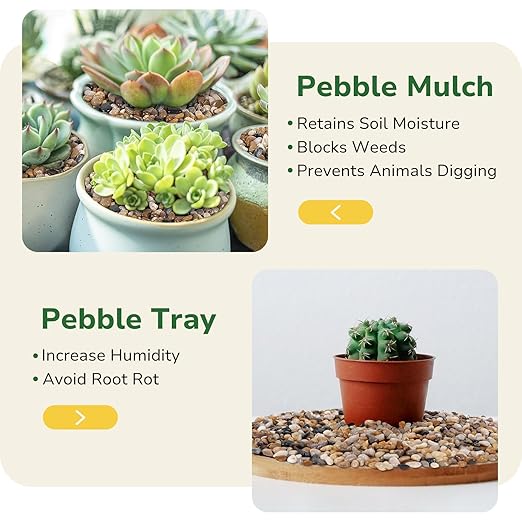 GreatBuddy 10-lb Pebbles for Indoor Plants, 3/8" Pea Gravel for Vases, Small Rocks for Succulents, Fish Tanks, Aquariums, Terrarium, Drainage Pebbles for Potted Plants, River Rocks for Landscaping