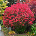 2 Burning Bushes Tree for Planting | 8-12" Rooted Cuttings | Hardy Fire Bush Shrub Live Plant to Decorative Hedge