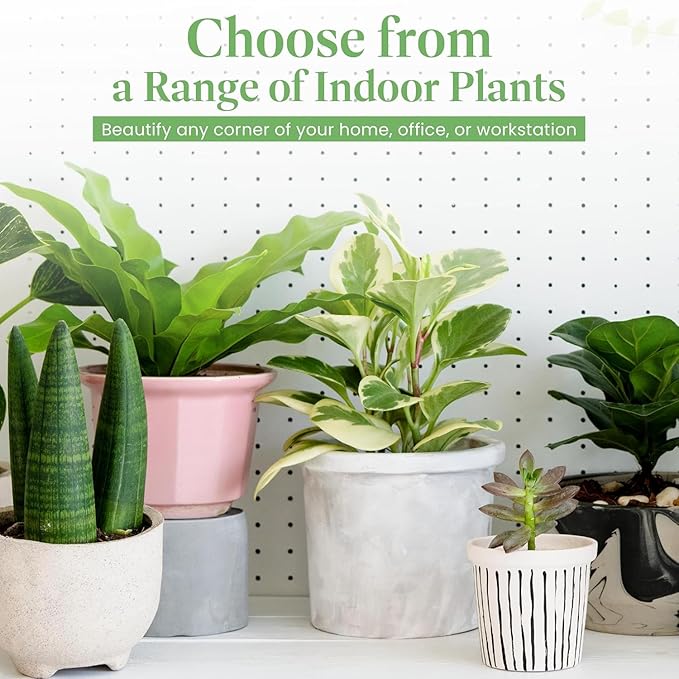 American Plant Exchange Spathiphyllum Peace Lily Live Plant, Indoor Flowering Houseplants, 4-Inch Pots, 2 Pack, Pot Covers, Easy Care, Low Light, Perfect for Housewarming, Sympathy, or Party Gifts
