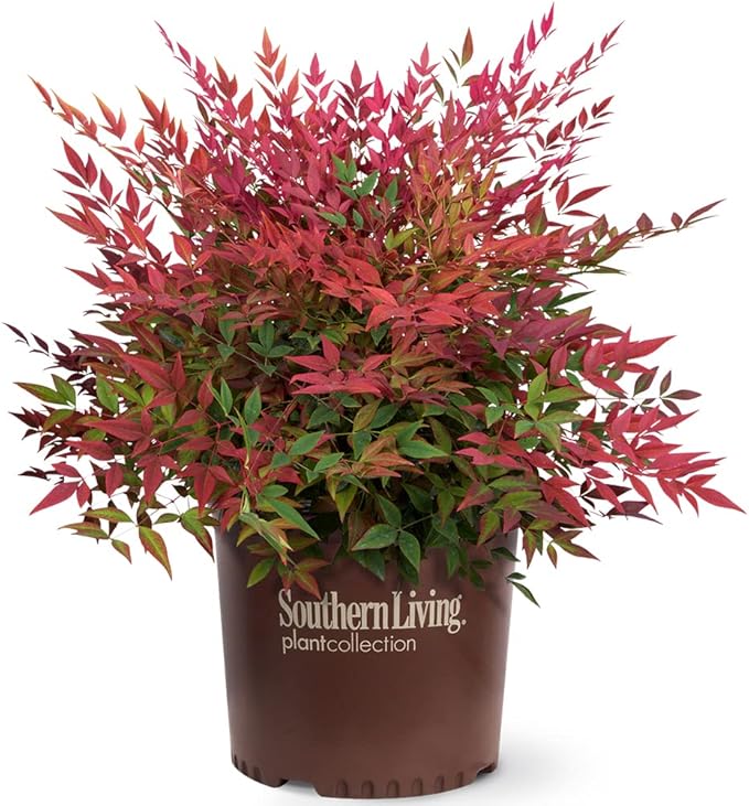 Blooming & Beautiful - Obsession Nandina - 3 gal - Southern Living - Evergreen Shrub - Red Colored Foliage - Compact Growing - Zones 6-10 - Nandina domestica 'Seika' PP21891-3 Gallon Pot