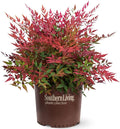 Blooming & Beautiful - Obsession Nandina - 3 gal - Southern Living - Evergreen Shrub - Red Colored Foliage - Compact Growing - Zones 6-10 - Nandina domestica 'Seika' PP21891-3 Gallon Pot