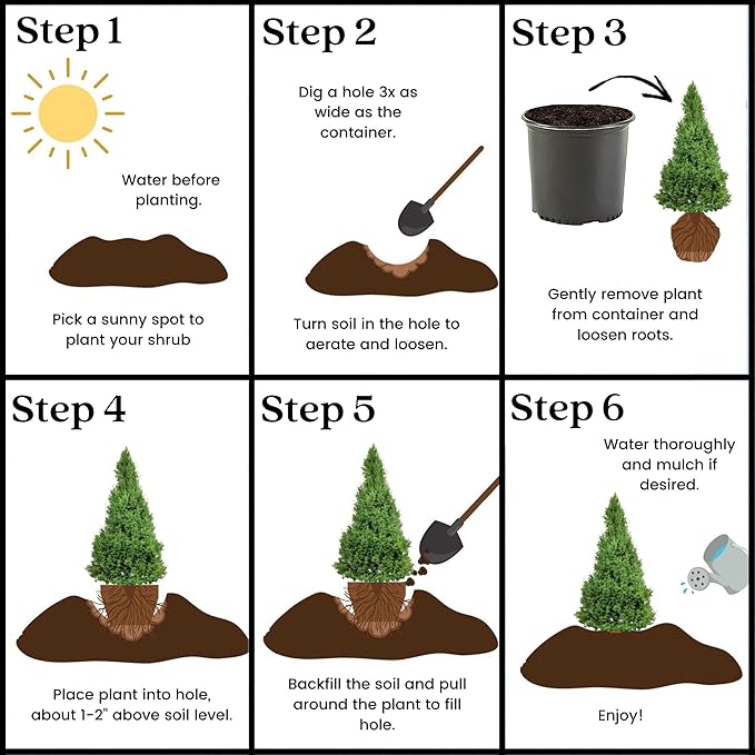 Spruce 3 Gal. Dwarf Alberta Spruce Shrub