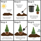 Spruce 3 Gal. Dwarf Alberta Spruce Shrub