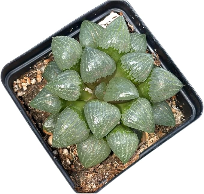 Rare Haworthia Emelyae VAR. Comptoniana Oyayubihime - Succulent Plants – Unique Varieties | Live Indoor Plants | Low-Maintenance | Great for Collectors, Home, Office, and Gifts