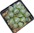 Rare Haworthia Emelyae VAR. Comptoniana Oyayubihime - Succulent Plants – Unique Varieties | Live Indoor Plants | Low-Maintenance | Great for Collectors, Home, Office, and Gifts