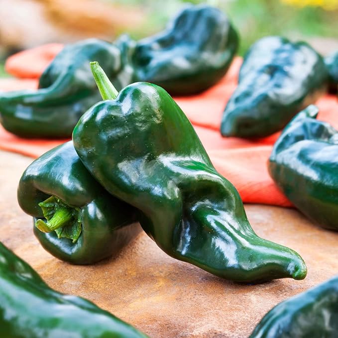 Bonnie Plants Poblano-Ancho Pepper 19.3 oz. 4-Pack