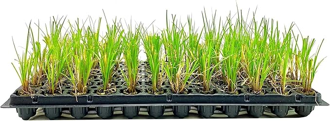 Nile Queen Papyrus | 3 Live Plants | Cyperus Shade & Wet Tolerant Aquatic Foliage