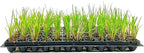 Nile Queen Papyrus | 10 Live Plants | Cyperus Shade & Wet Tolerant Aquatic Foliage