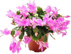 Thanksgiving Cactus, Pink Seasonal Blooms, Live Indoor Plant, Flowering Houseplant, Christmas Cactus, 6-Inch Pot, Holiday Decor, Pet Safe, Free Heat Pack