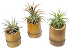 Rainforest Grown 3 Pack Ionantha Air Plants Assorted Sizes with 3 Mini Bamboo Planters Air Plant Holders - Live Tillandsia - 1 to 3 inches â€“ Succulents 30 Day Guarantee