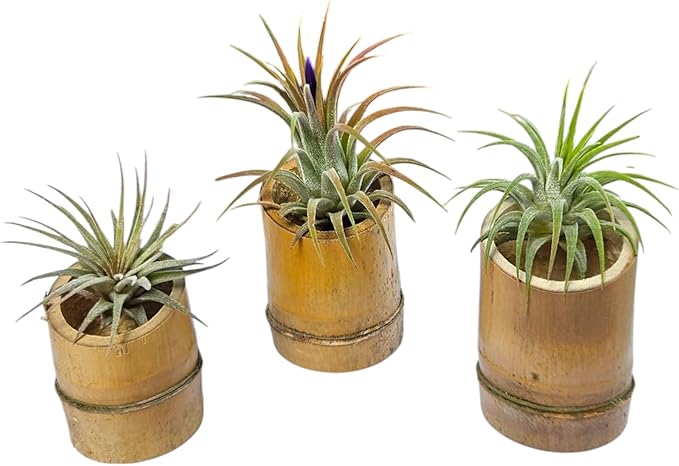 Rainforest Grown 3 Pack Ionantha Air Plants Assorted Sizes with 3 Mini Bamboo Planters Air Plant Holders - Live Tillandsia - 1 to 3 inches â€“ Succulents 30 Day Guarantee