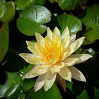 Live Aquatic Plant Yellow Nymphaea Mungkala Ubon Hardy Water Lilies Tuber for Aquarium Freshwater Fish Pond by Greenpro