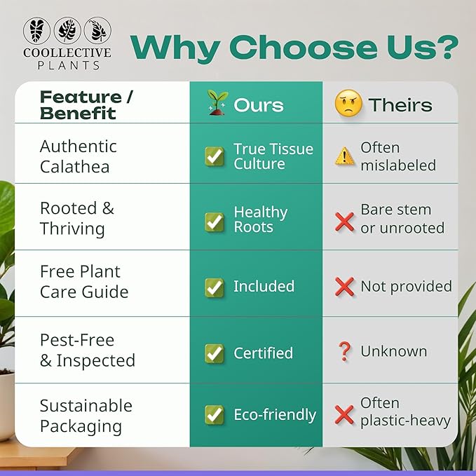 2" Calathea Live Plant Collection (4-Pack) – Assorted Indoor House Plants in Grower Pots, Easy Care Tropical Houseplants, Pet Friendly Indoor Plants for Home or Office