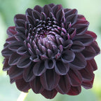 500+ Perennial Dahlia Flower Seeds Exotic Multi-Color Beautiful Dahlia Seeds for Planting Non-GMO Flowers Seeds Garden Outdoor