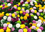 100PCS Mixed Color Snowball Mums Pompon Chrysanthemum Seeds Pompon Mum Courtyard Flower Heirloom Rare Seeds
