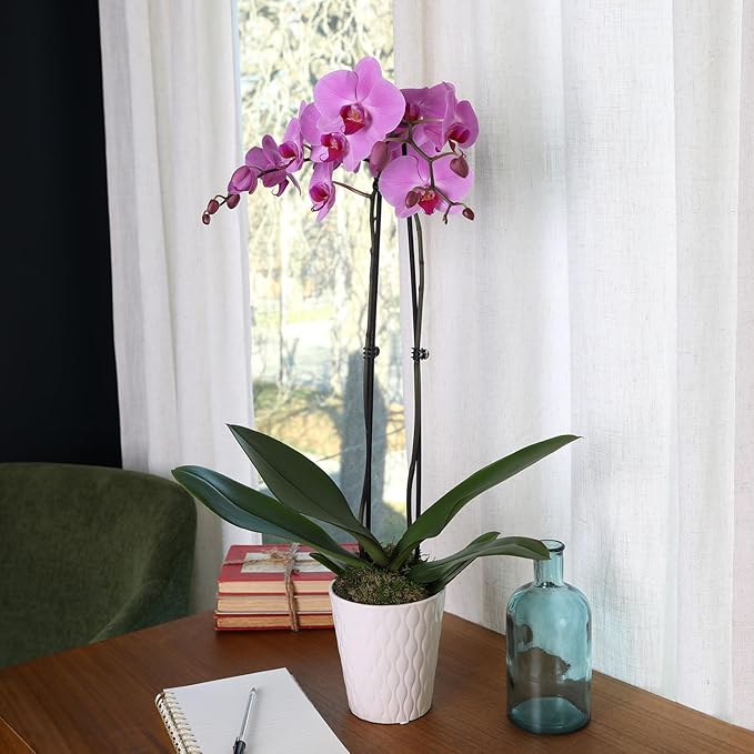 Green Circle Growers Pink Orchid in a 5" White Pot, Indoor Live Plants, House Plant