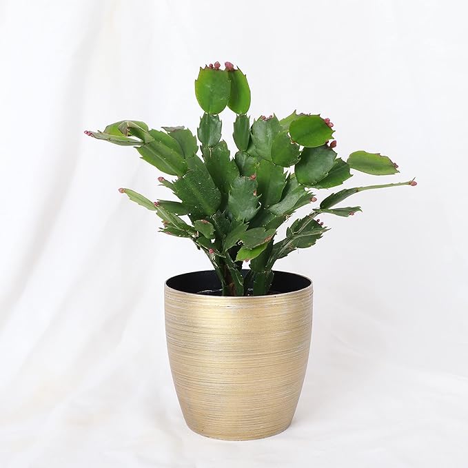 Thorsen's Greenhouse Holiday Cactus, Christmas Cactus, Live Indoor Plant, Pet Safe, 4" Diameter Pot, Classic Pot Cover (Gold)