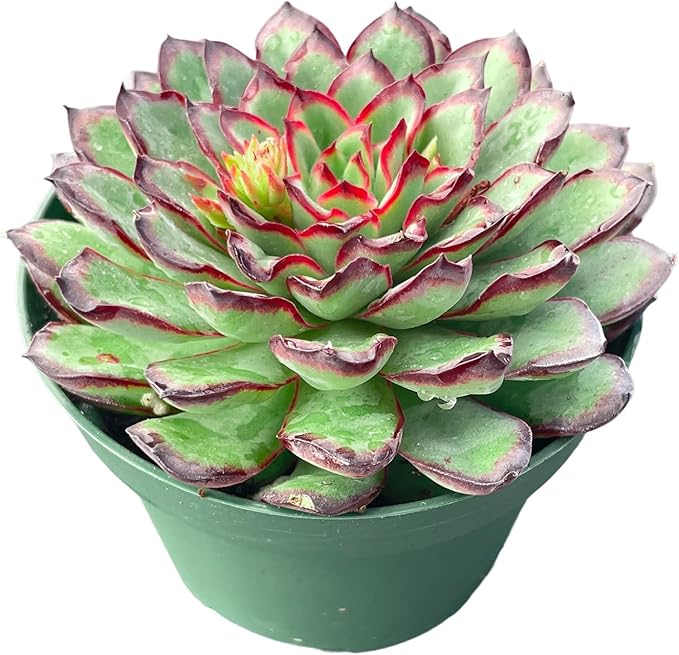 Sprout N Green Echeveria Mexican pulidonis, Live Rare Succulent Potted 4" Planter, Real House Plant for Party Favors Home Indoor Outdoor Garden Wedding Decoration DIY Projects