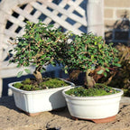 Brussel's Bonsai Live Chinese Elm Bonsai Tree, Outdoor, 2 Pack - Small, 5 Years Old, 6 to 8 inches Tall - Includes Decorative Ceramic Bonsai Pots