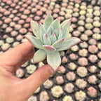 Live Succulent Echeveria 'Brandtii', 2 Inch Fully Rooted Potted Plant, Easy Care & Drought Tolerant, Indoor Houseplant for Home Decor