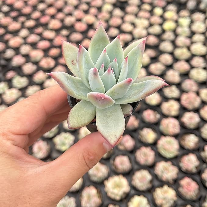 Live Succulent Echeveria 'Brandtii', 2 Inch Fully Rooted Potted Plant, Easy Care & Drought Tolerant, Indoor Houseplant for Home Decor