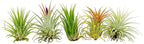 ragnaroc Air Plants - Tillandsia Ionantha Pack, Regular 1-3" - 5ct - Live Arrival Guaranteed - House Plants for Home Decor & Gift