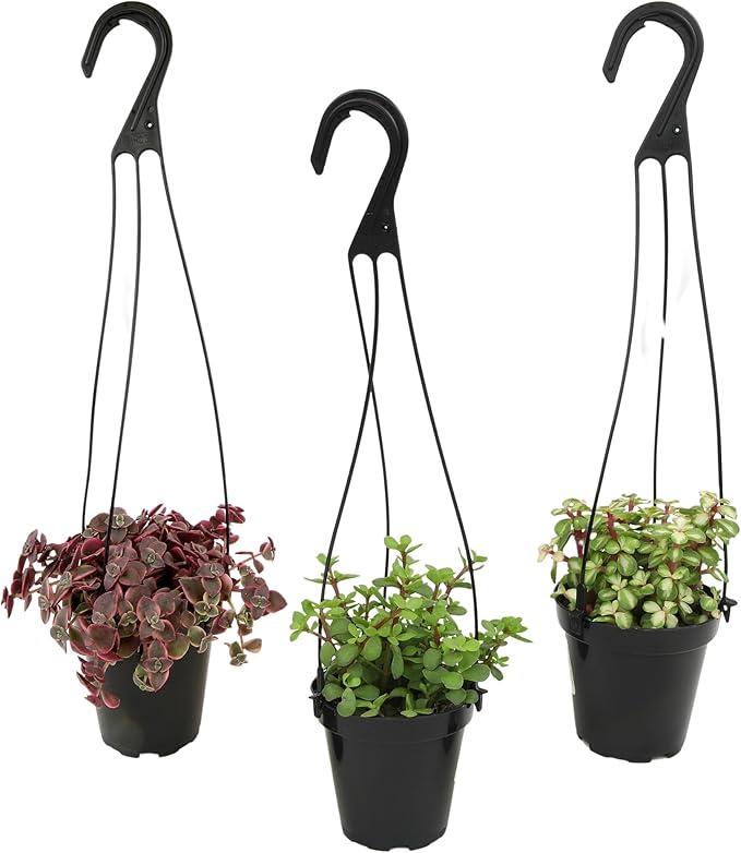 Altman Plants Hanging Succulents (3PK) in 3.5" Hanging Baskets for Plants, String of Pearls, Calico Kitten Crassus, Portulacaria Afra, Trailing Live Succulents Plants & House Plants in Succulent Soil