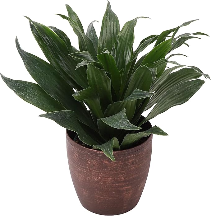 Thorsen's Greenhouse Low Light Houseplant Set, Live Indoor Plants, 3 Pack of Plants, Copper Pots, 4" Diameter