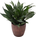 Thorsen's Greenhouse Low Light Houseplant Set, Live Indoor Plants, 3 Pack of Plants, Copper Pots, 4" Diameter
