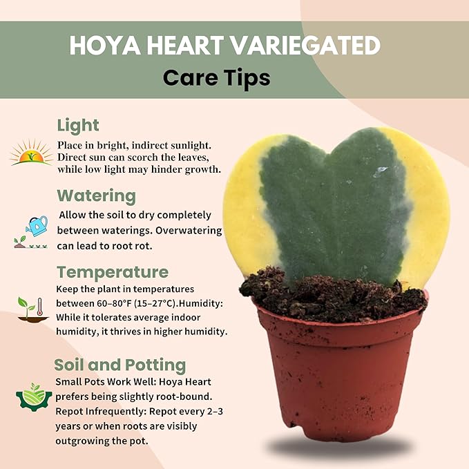 Hoya Heart Variegated Kerri Live Plant in 2-Inch Pot - Rare Heart Succulent, Easy to Care Air-Purifying Houseplant for Home, Office, Wedding Décor, and Birthday Gifts (Heat Pack Included)