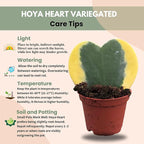 Hoya Heart Variegated Kerri Live Plant in 2-Inch Pot - Rare Heart Succulent, Easy to Care Air-Purifying Houseplant for Home, Office, Wedding Décor, and Birthday Gifts (Heat Pack Included)