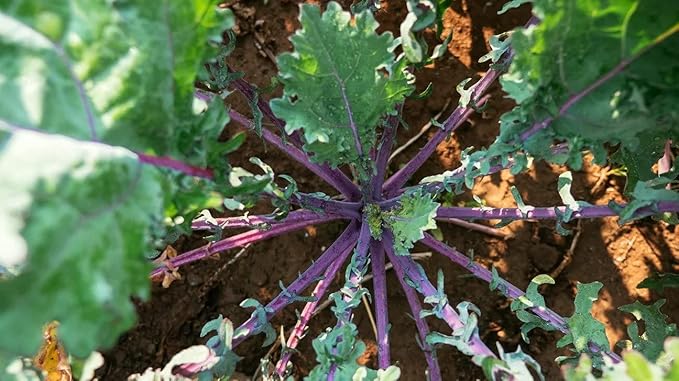 Gaea's Blessing Seeds - Kale Seeds - Red Russian - Non-GMO Seeds with Easy to Follow Planting Instructions - Open Pollinated - Untreated - 94% Germination Rate