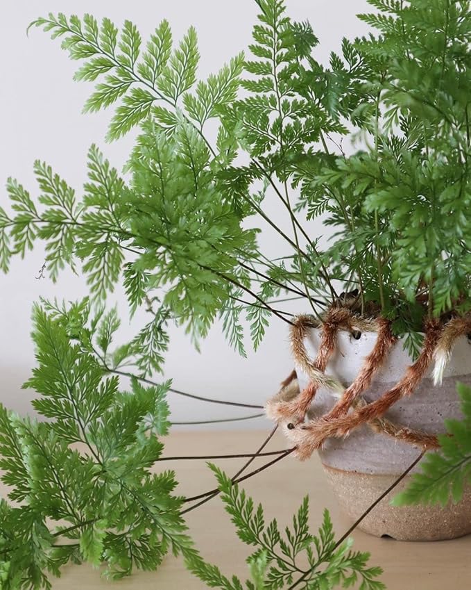 Rabbit's Foot Fern - Live Plant in a 6 Inch Pot - Davallia Tyermani - Extremely Rare and Exotic Ferns from Florida