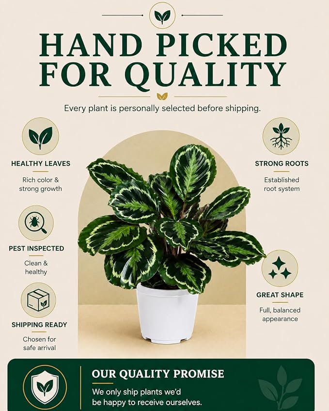 Calathea Medallion ROSEO Picta Live Plant - Air Purifier, Home Decor & Room Decor | Elegant Indoor Calathea Prayer Plant, Plants Live Houseplants | Perfect Live Indoor Plants
