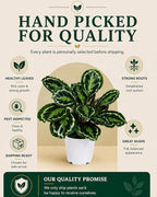 Calathea Medallion ROSEO Picta Live Plant - Air Purifier, Home Decor & Room Decor | Elegant Indoor Calathea Prayer Plant, Plants Live Houseplants | Perfect Live Indoor Plants