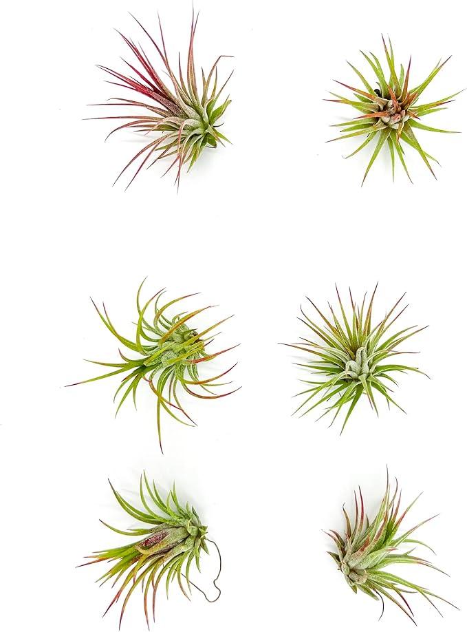 ragnaroc Air Plants - Tillandsia Ionantha Fuego, Regular 2-3" - 6ct - Live Arrival Gauranteed - House Plants for Home Decor & Gift