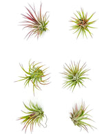 ragnaroc Air Plants - Tillandsia Ionantha Fuego, Regular 2-3" - 6ct - Live Arrival Gauranteed - House Plants for Home Decor & Gift