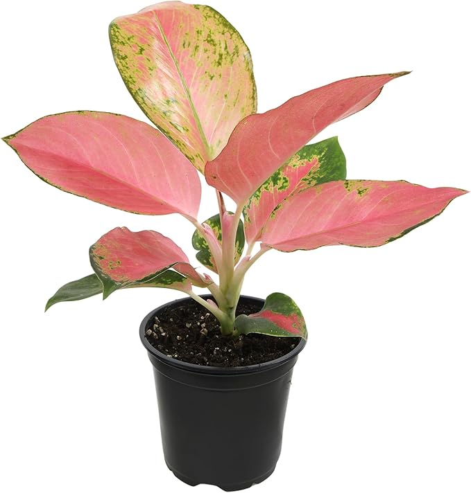 China Red Aglaonema Chinese Evergreen Live Plant, Exotic House Plants Live Tropical Plants, Rare House Plants Indoors Live Plants Indoor Plants Live Houseplants Live Indoor by Plants for Pets
