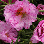 Outsidepride Peppermint Moss Rose Seeds - 250 Pcs Annual, Drought & Heat Tolerant, Pollinator Friendly Ground Cover Seeds for Planting w/Vibrant Blooms & Succulent Foliage, Ideal for Xeriscaping