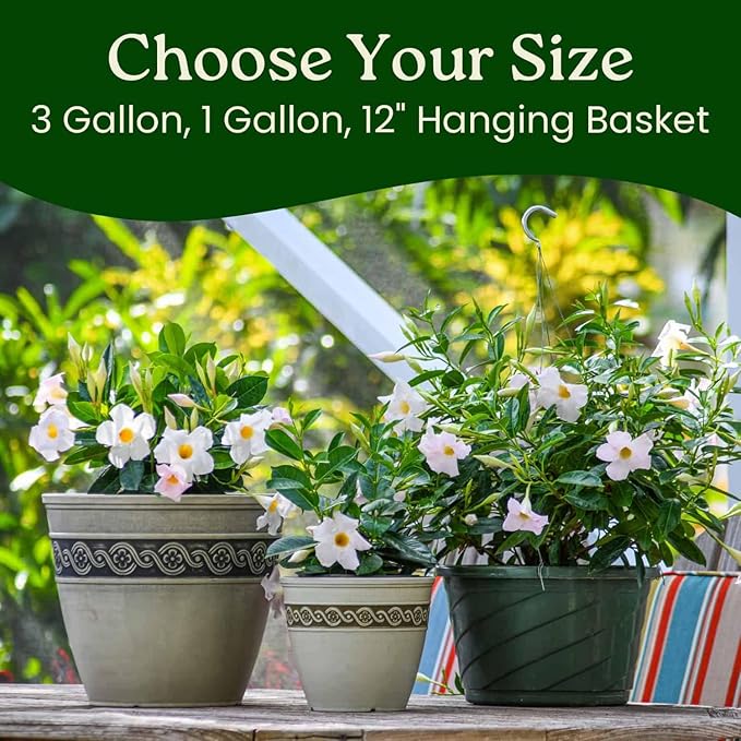 Tropical Plants of Florida - White Dipladenia Bush - 14 inch Overall Height - 6 inch Planter Pot (1 Gallon) (Plant Only)