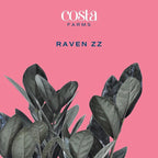 Costa Farms Raven ZZ Live Plant in Self Watering Pot, Easy to Maintain, Air Purifying Indoor Houseplant, Perfect for Home, Room, or Office Decor, Great House Warming or Birthday Gift, 12-18 Inches