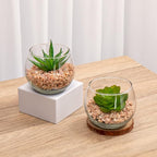 Briful Mini Fake Plants 4 Packs Cute Succulents Artificial Plants Potted Faux Succulents in Round Glass Vase for Bathroom Living Room Kitchen Shelf Table Decor
